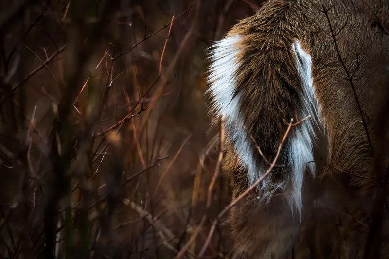 White tail, white-tailed deer, Wisconsin. 2018.